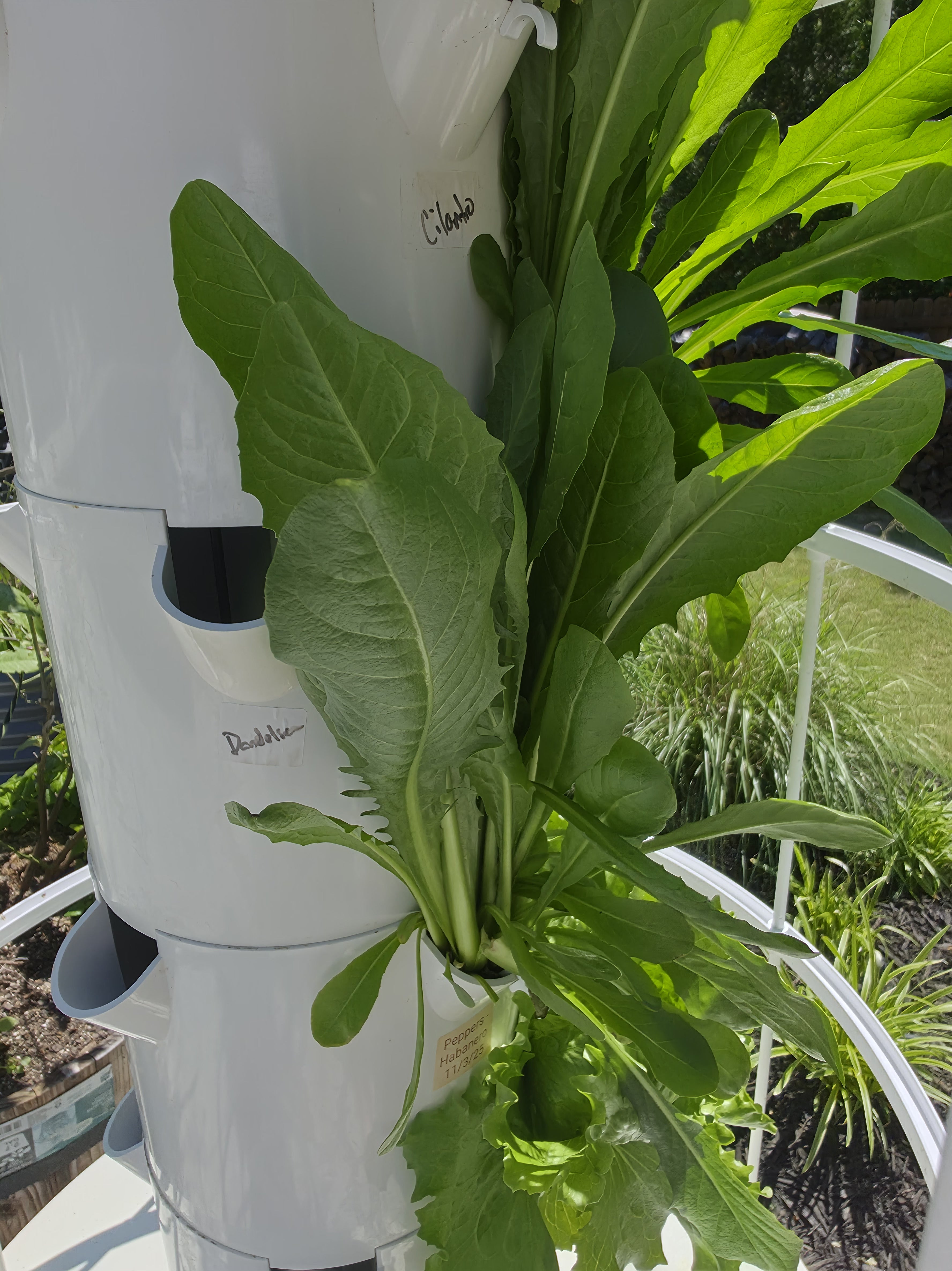 Tower Garden Fresh Greens & Herbs (Sold by Oz)