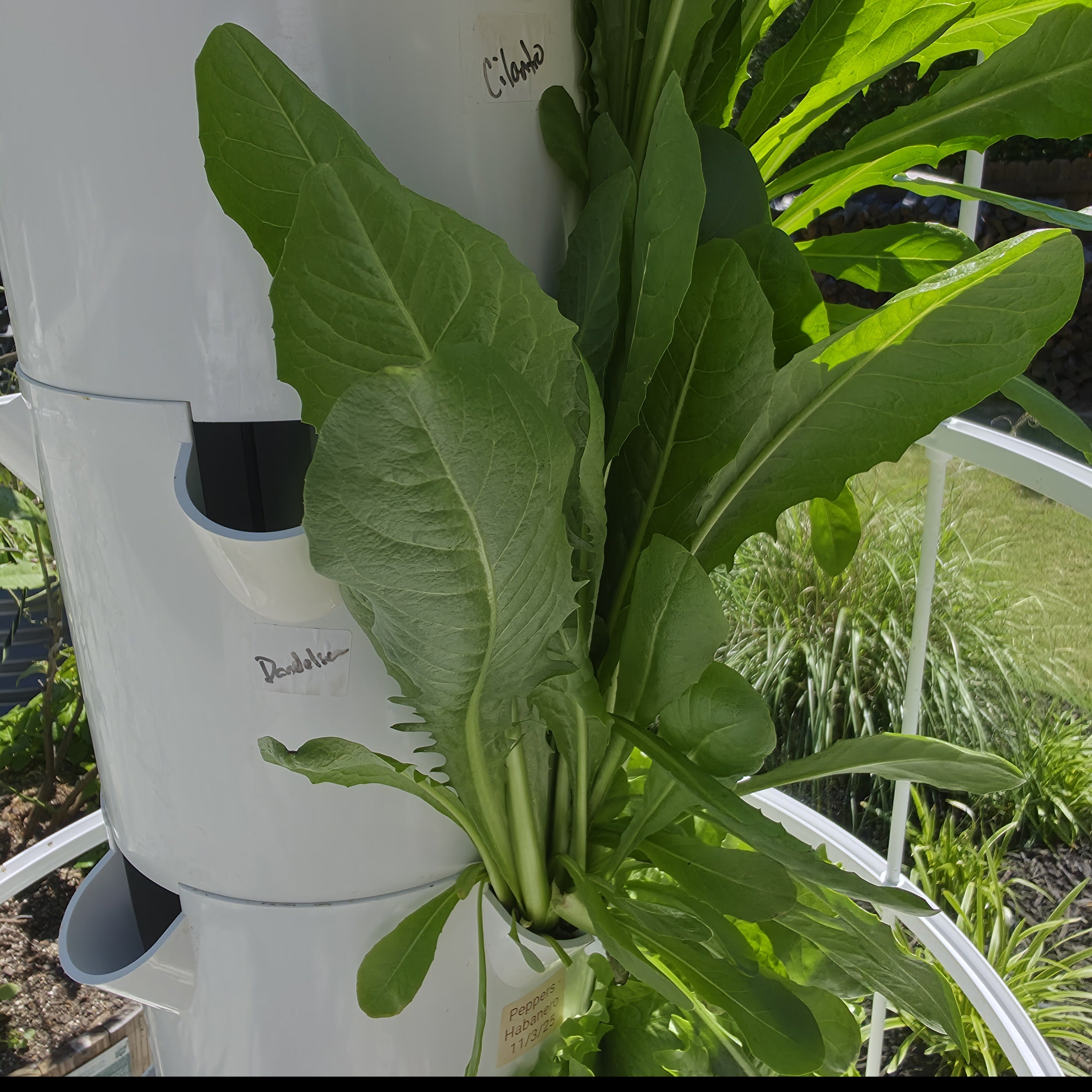 Tower Garden Fresh Greens & Herbs (Sold by Oz)