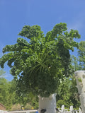 Tower Garden Fresh Greens & Herbs (Sold by Oz)