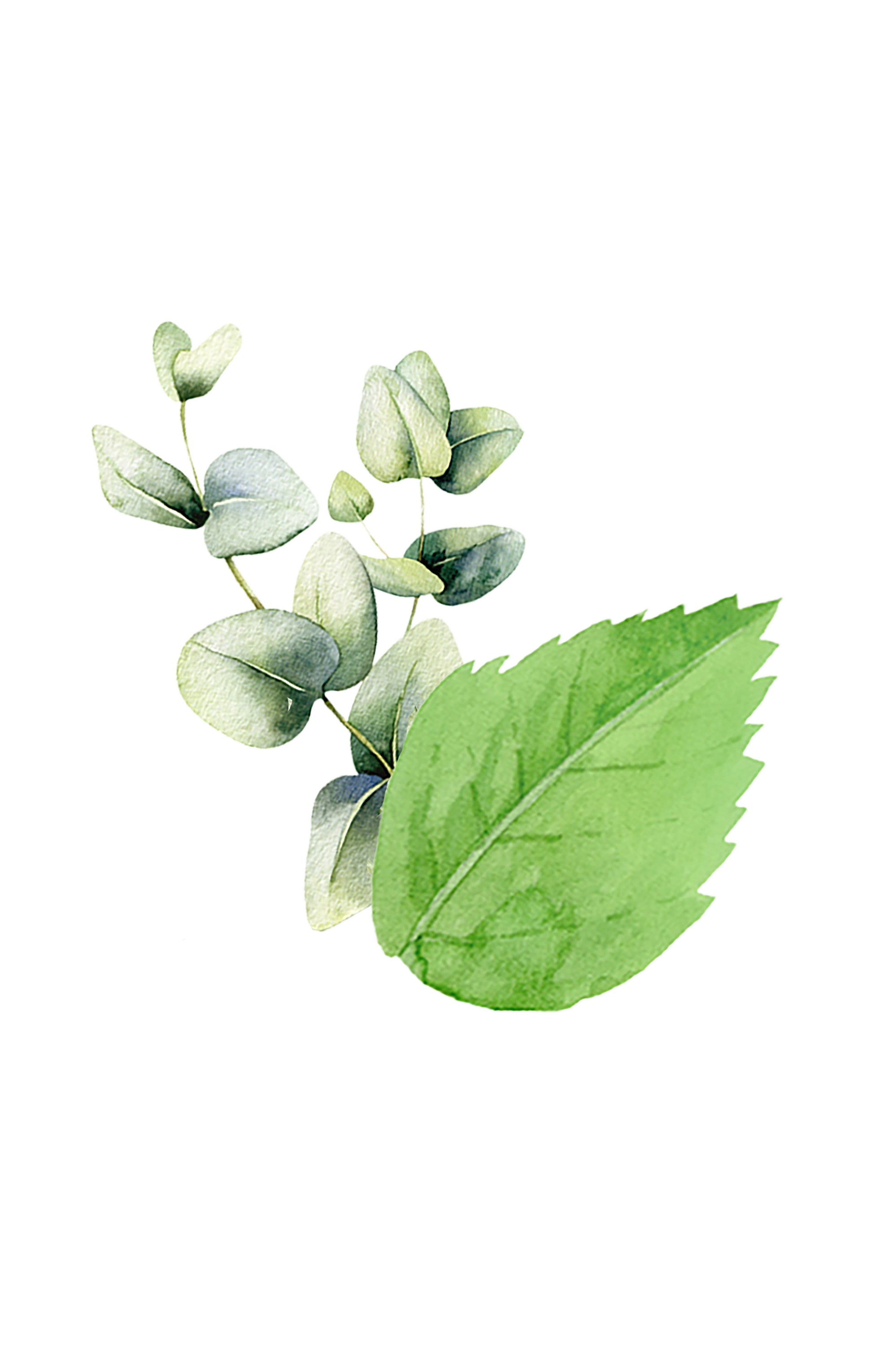 Mint & Eucalyptus Essential Oil Blend